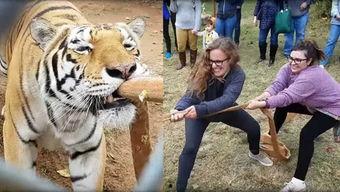 成人拔河音乐推荐大全视频,成人拔河音乐推荐大全