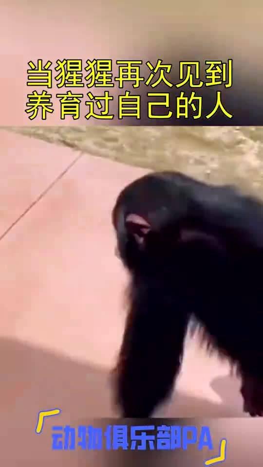 成人与动物的情感视频