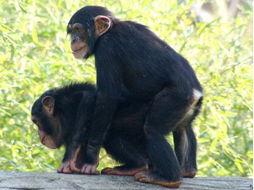 成人与动物的情感视频