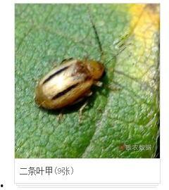 科普成人打虫视频教程下载,成人打虫视频教程下载攻略