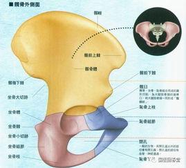 成人骨盆讲解图视频,图解与视频概述