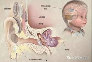 成人耳蜗清洗视频,专业视频教程解析