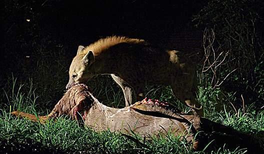 成人能打过斑鬣狗吗视频,惊心动魄的真实对决