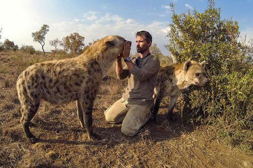 成人能打过斑鬣狗吗视频,惊心动魄的真实对决