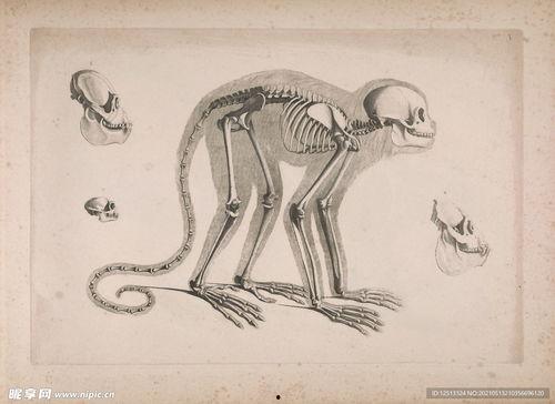 成人骨头图画怎么画视频