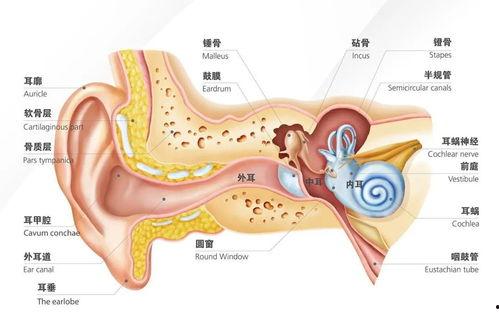 成人耳朵弯曲手术视频