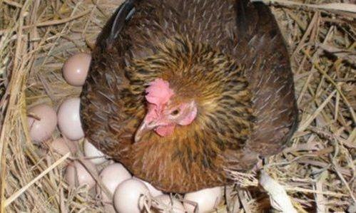 母鸡成人类下蛋视频