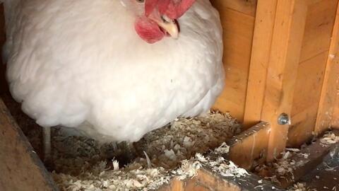 母鸡成人类下蛋视频